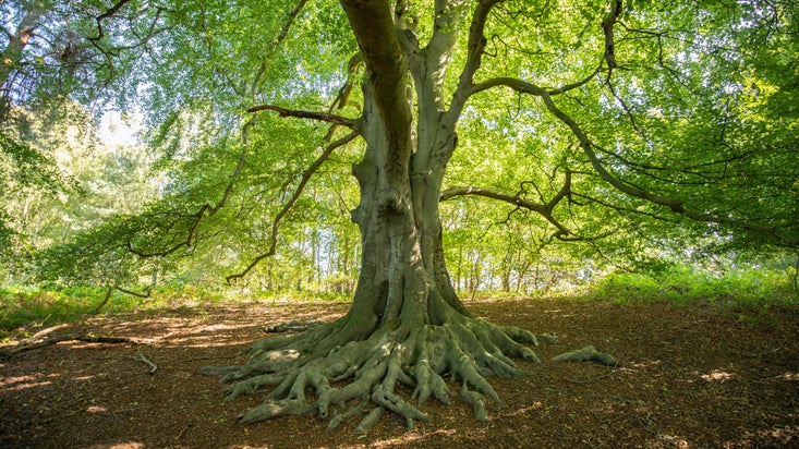 Clumber woodland